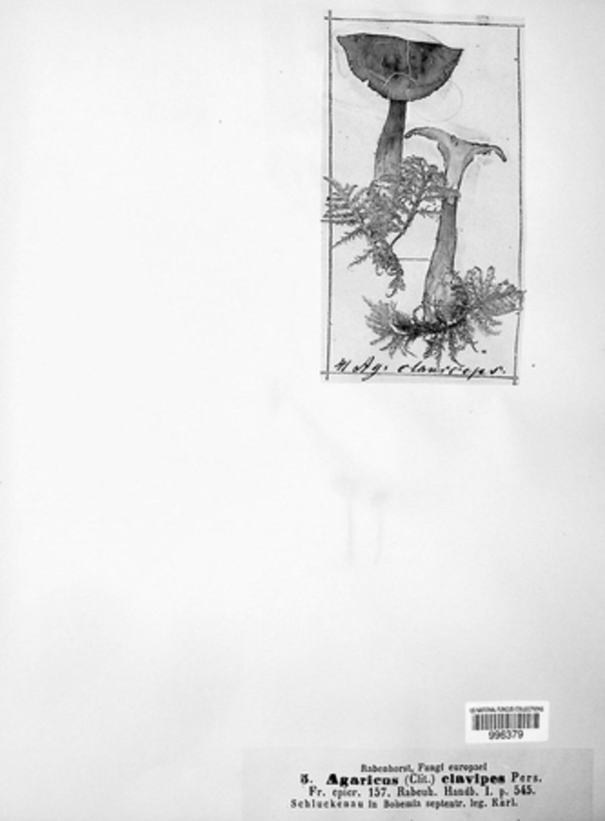 Ampulloclitocybe clavipes image